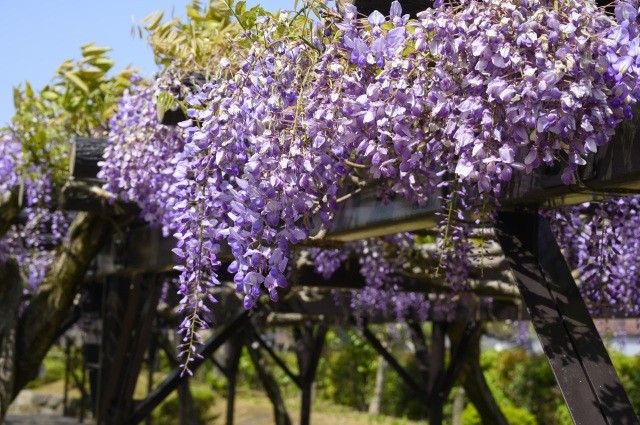 紫式部公園　藤の花