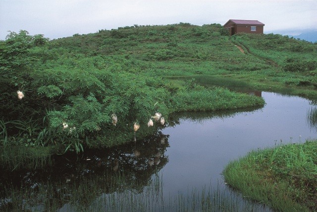赤兎山の湿原「赤池」