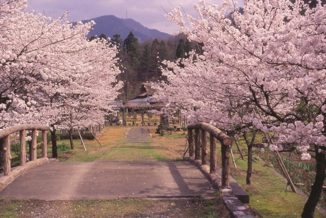 万葉の里味真野苑 桜