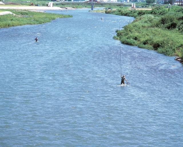 鮎釣り 日野川