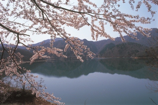九頭竜湖 桜
