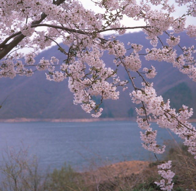 九頭竜湖 桜