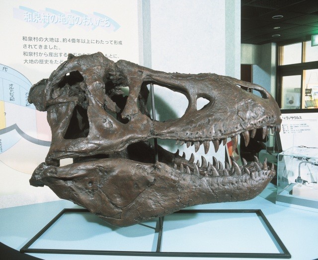ティラノサウルス頭骨