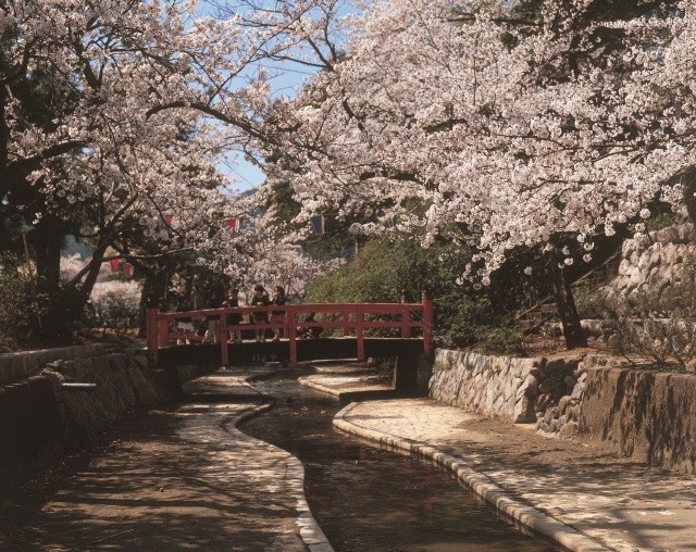 小浜公園 桜まつり