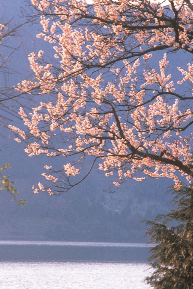 神子の山桜