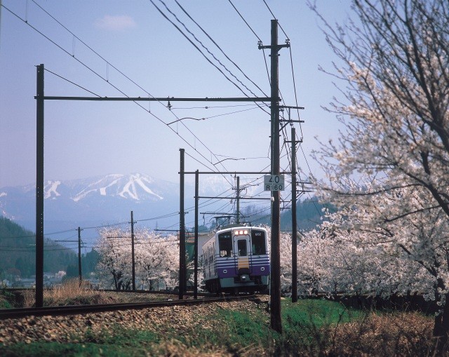 えちぜん鉄道 勝山の桜とえちぜん鉄道