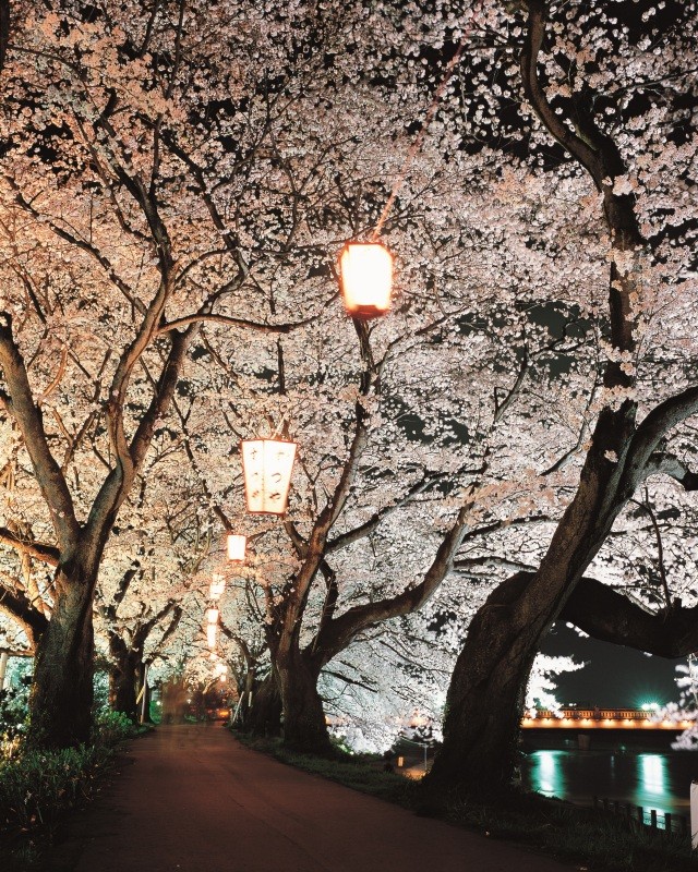 足羽川の桜並木 ライトアップ