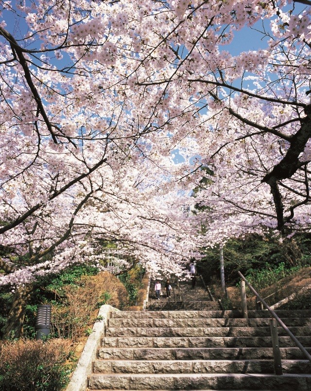 足羽山 桜