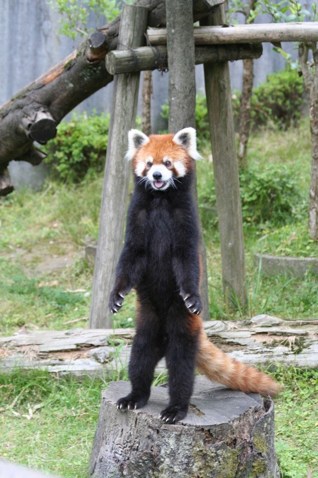 西山動物園 レッサーパンダ