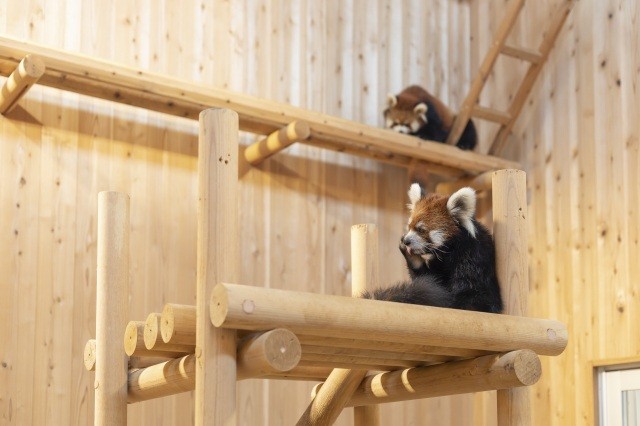鯖江市西山動物園 レッサーパンダの家