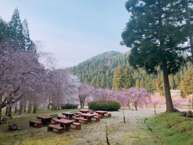 たけくらべ広場(桜)