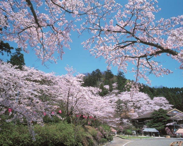 花筐公園 桜