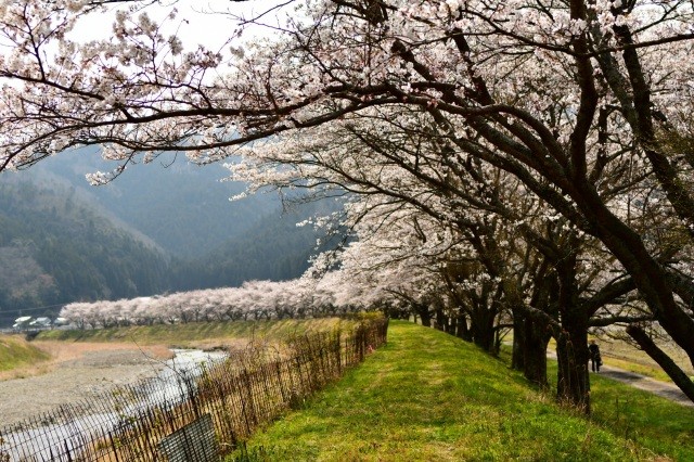 名田庄の桜並木