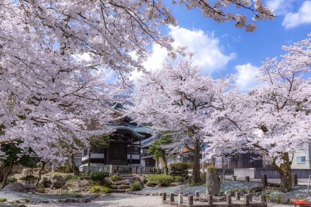 公徳園　桜