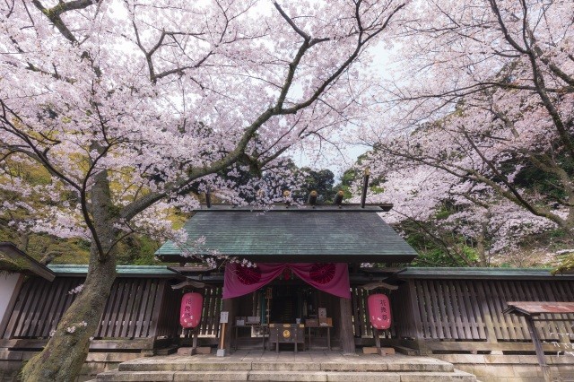 金崎宮　桜