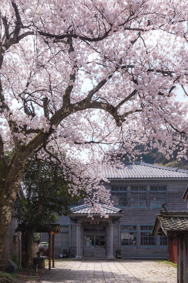 熊川宿資料館　宿場館（桜）