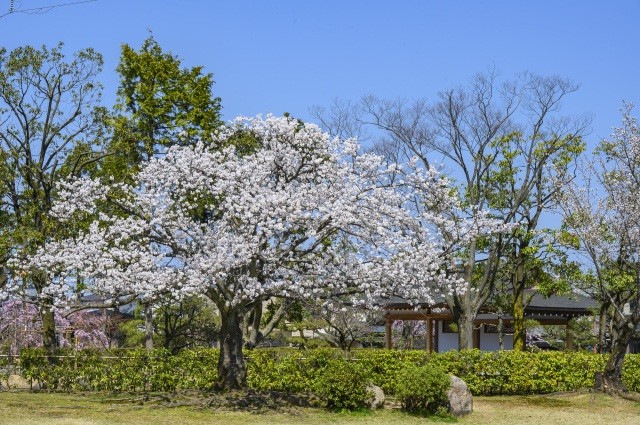 紫式部公園　桜