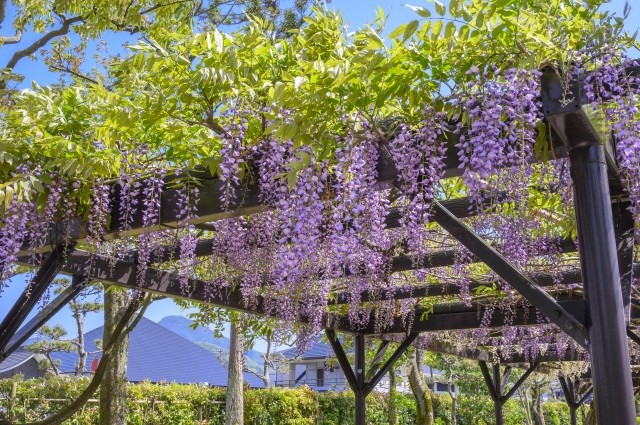 紫式部公園　藤の花