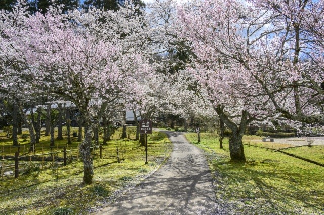 万葉の里 味真野苑　桜
