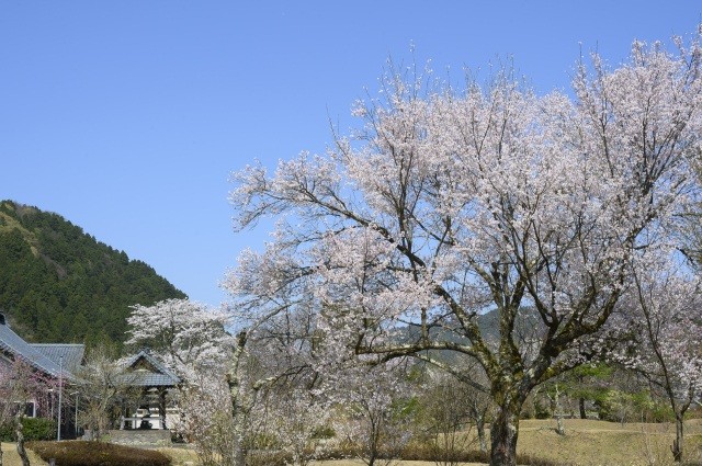 佐々木小次郎　小次郎公園　桜