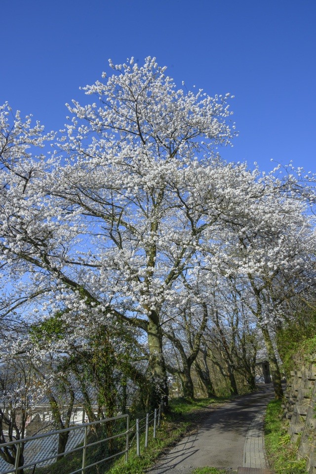 芦山公園　桜
