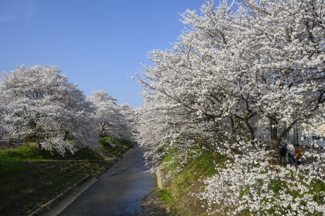 吉野瀬川　桜