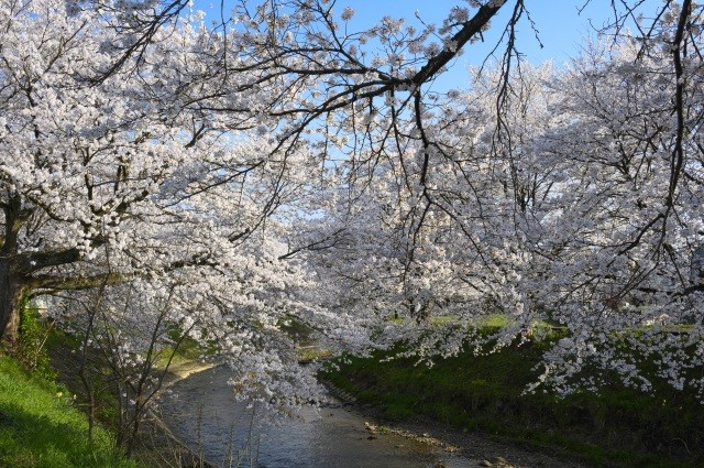 吉野瀬川　桜