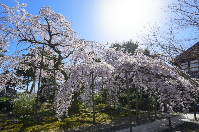 大寶寺　桜