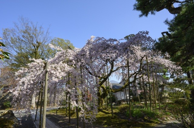 大寶寺　桜