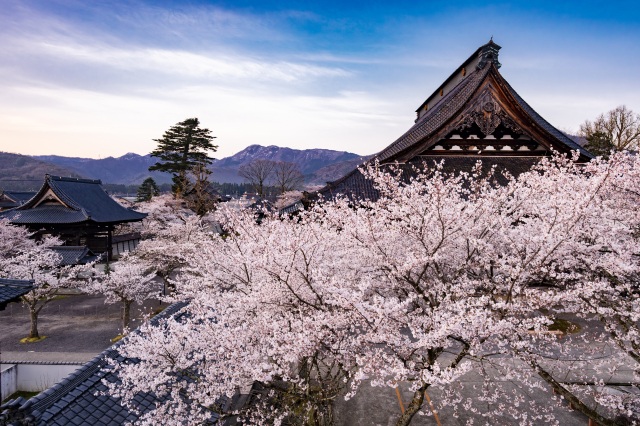 毫攝寺　桜