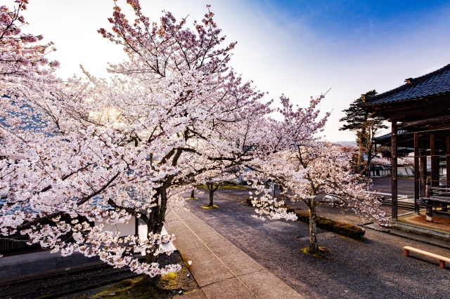毫攝寺　桜