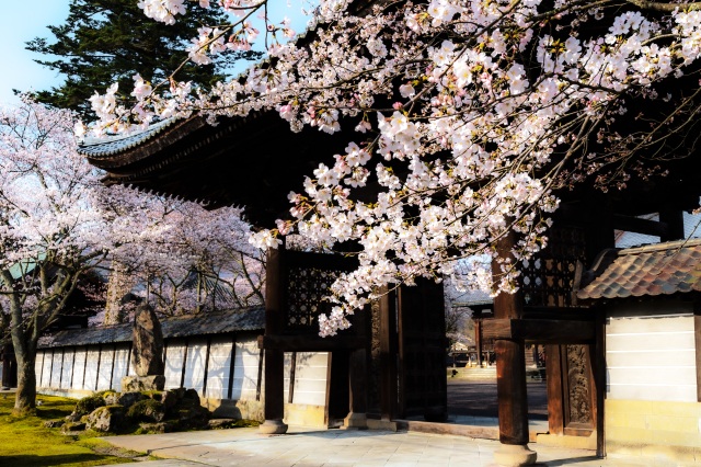 毫攝寺　桜