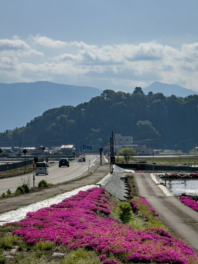 大野市の芝桜