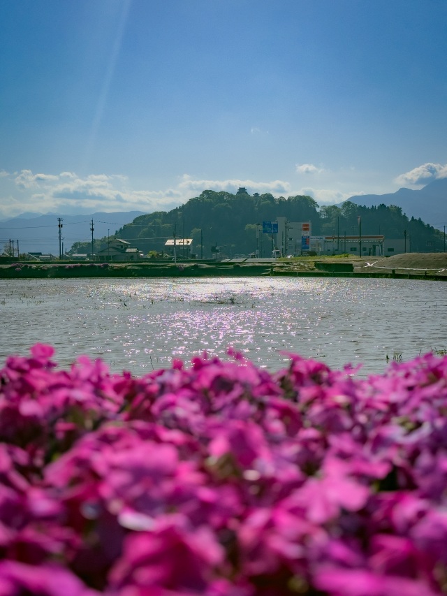大野市の芝桜