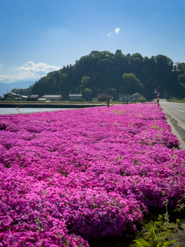 大野市の芝桜