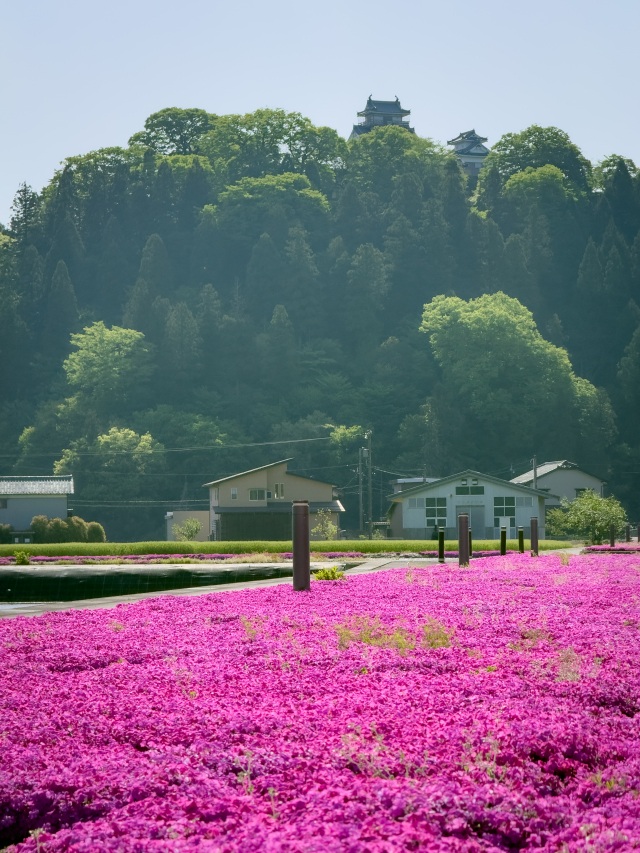 大野市の芝桜