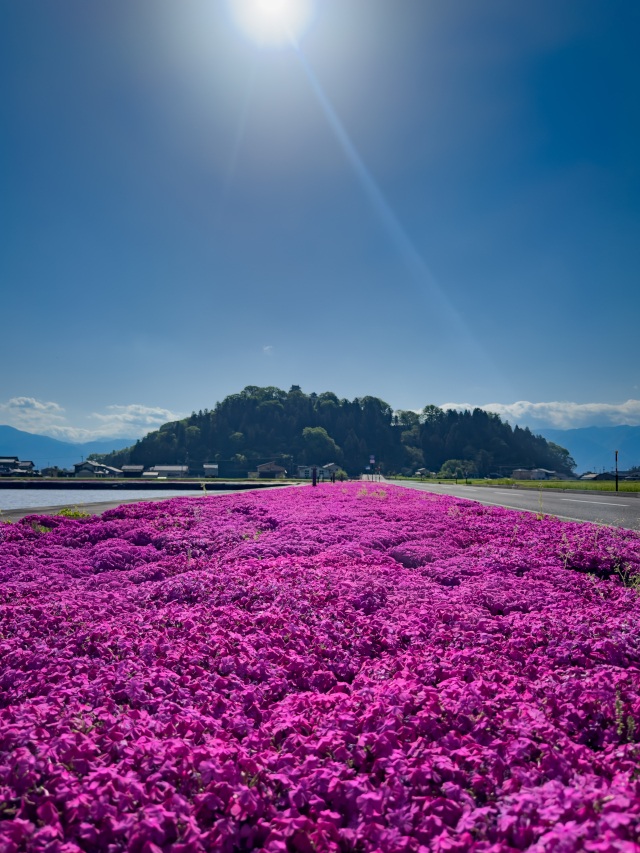 大野市の芝桜