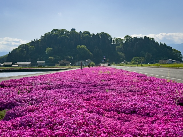 大野市の芝桜