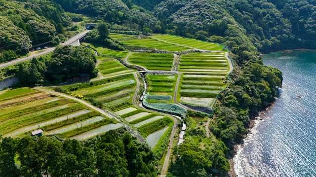 田烏の棚田