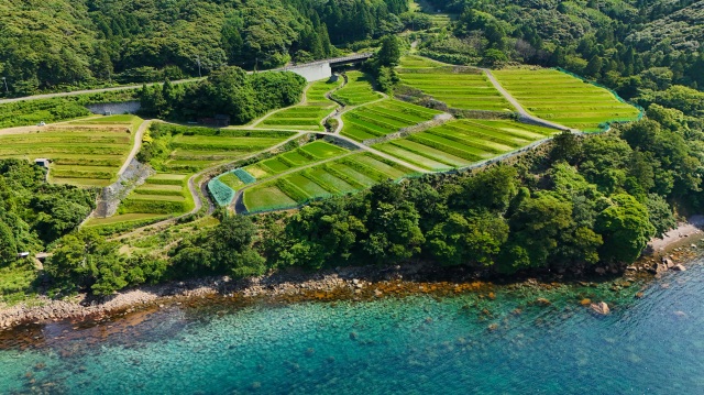 田烏の棚田