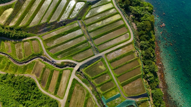 田烏の棚田
