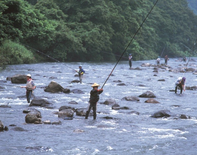 鮎釣り(九頭竜川)