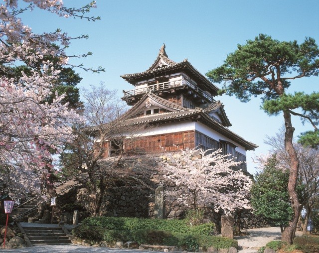 丸岡城 桜