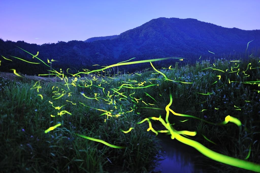 夏の夜の代名詞"ホタル"を見に行こう！