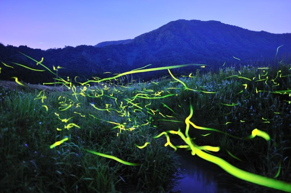 夏の夜の代名詞