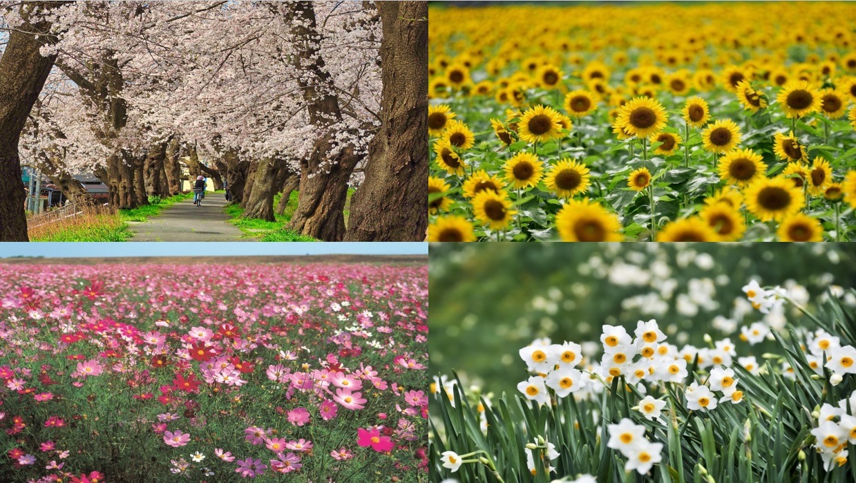お花好き必見！福井の四季を彩る季節のお花特集