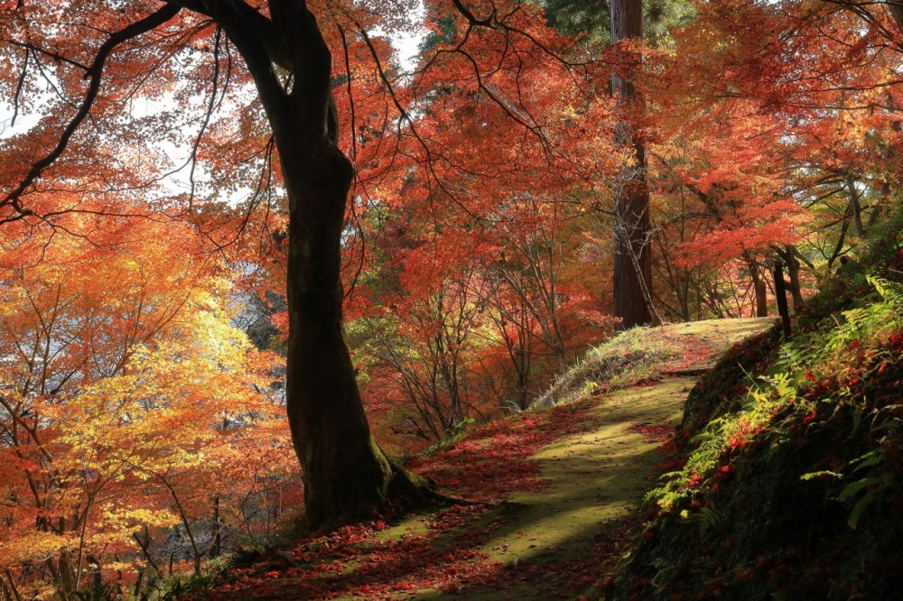 紅葉シーズン到来！福井県の紅葉特集！