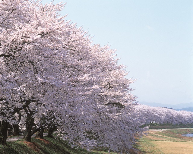 桜シーズン到来！福井県の桜特集！