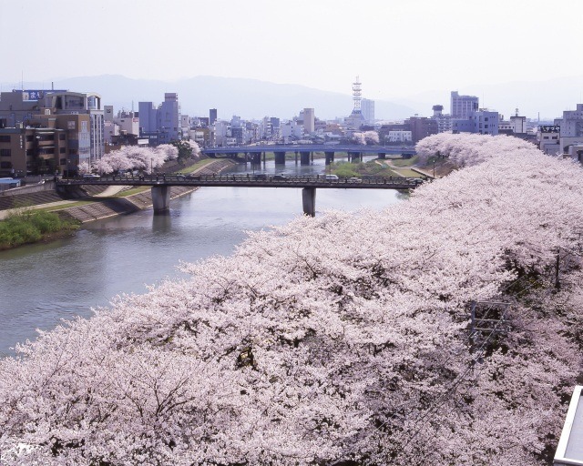 福井の春の魅力をご紹介！福井観光ガイド（３月～５月）