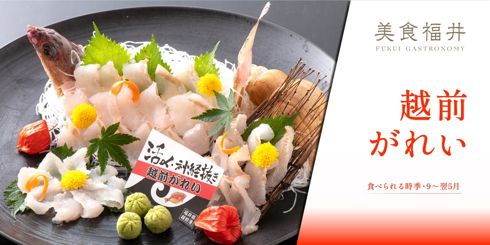 【美食福井】新たなブランド魚、活〆された「越前がれい」の刺…